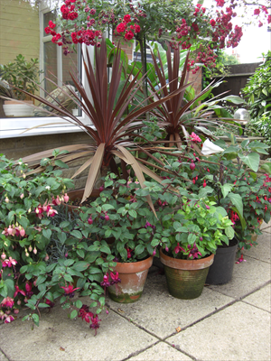 Fuchsias on the patio.