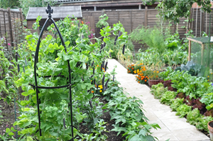 Ornamental vegetable garden 